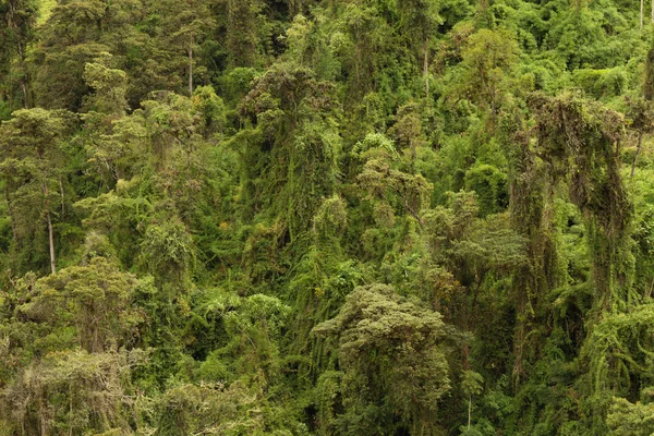 Tema da floresta tropical Horizontal — Fotografia de Stock