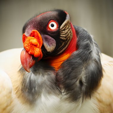 King Vulture Close Up clipart
