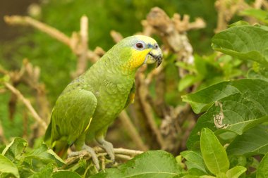 Amazona Ochrocephala Parrot Bird