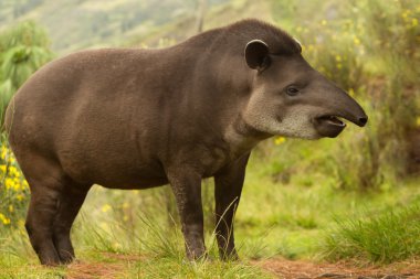 Female Tapir Wild Animal