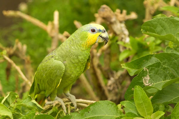 Amazona Ochrocephala Parrot Bird — Zdjęcie stockowe