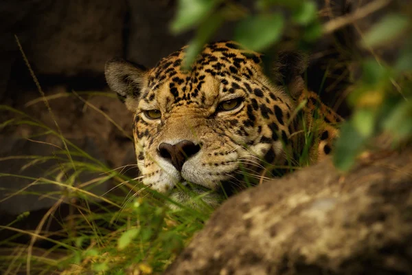 Jaguar acechando — Foto de Stock