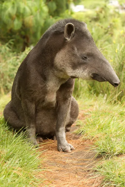 Hewan liar laki2 Tapir Tapirus Pinchaque — Stok Foto