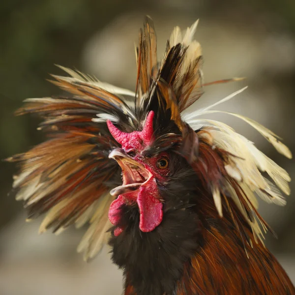 Crazy Rooster Close Up — Zdjęcie stockowe