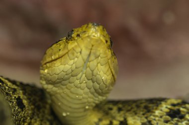 Bothrops asper yılan