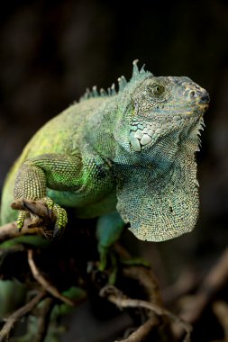 Erkek Iguana poz