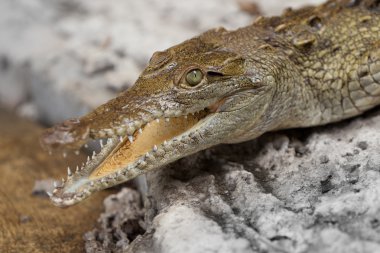 Yacare caiman