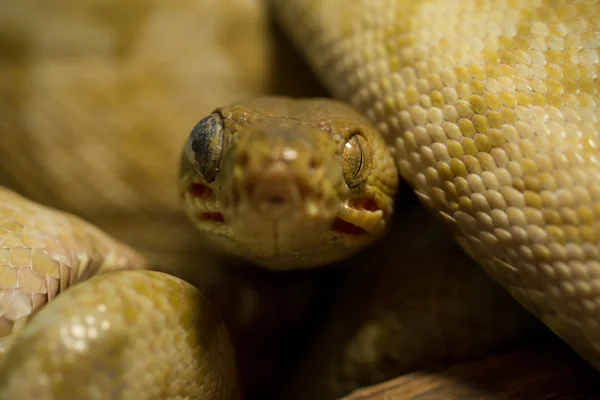 Corallus Hortulanus Snake — Stock Photo, Image