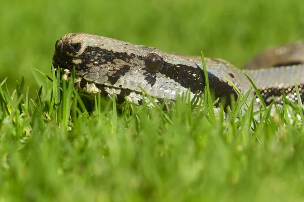 Boa Snake Head From Ground Level — Zdjęcie stockowe