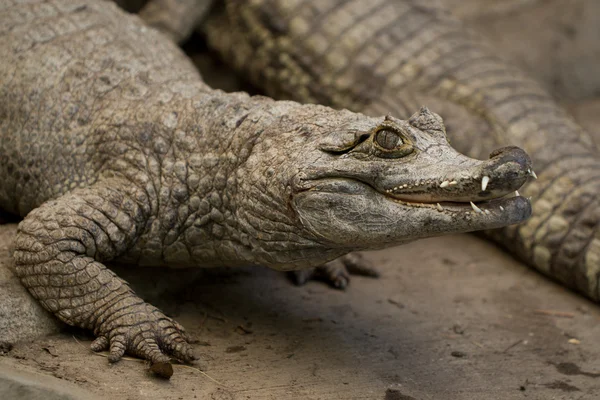 Spectacled Caiman — Stock Photo, Image