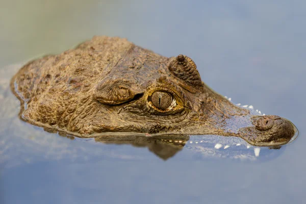 Caiman Head Emerging From Murky Waters — Stock Photo, Image