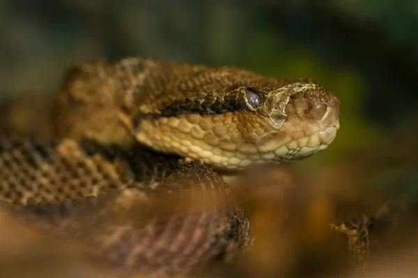 Bothrops Atrox Snake — Stok fotoğraf