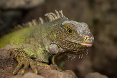 dişi iguana