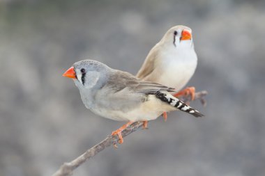 Long Tailed Finch clipart