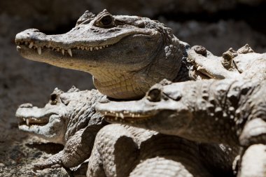 Group Of Wild Black Caimans clipart