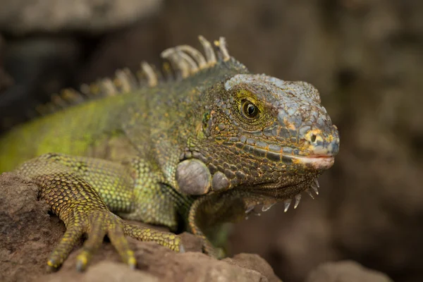 Female Iguana — Stock Photo, Image