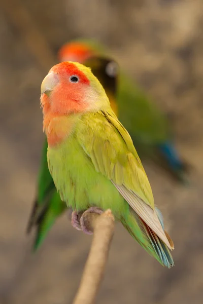 Agapornis Roseicollis Bird — Stock Photo, Image