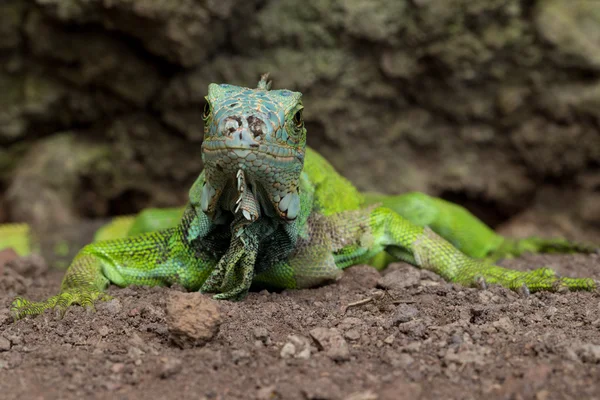 stock image Green Iguana