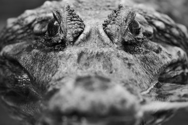 Crocodile closeup bw clipart