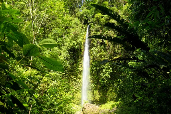 Hola Vida Waterfall Ecuador — Stock Photo, Image