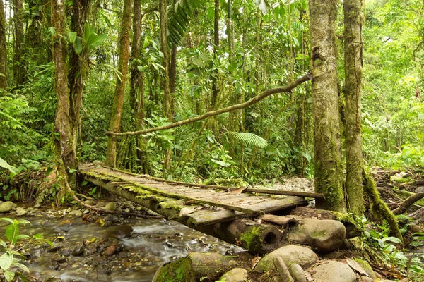 Puente de la selva — Foto de Stock