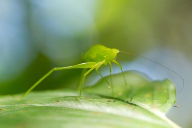 Green Grasshopper Profile clipart