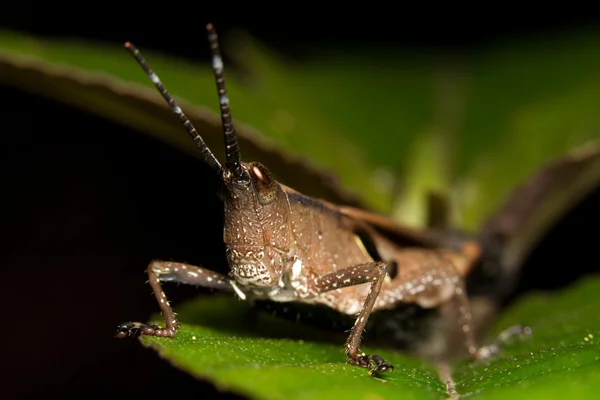 Hnědá kobylka — Stock fotografie
