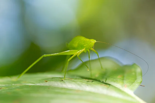 Green Grasshopper Profile — Stockfoto