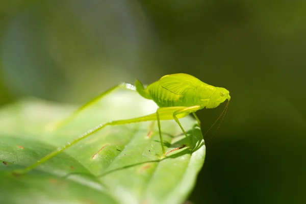 Huge Green Cricket — Φωτογραφία Αρχείου