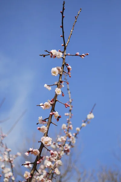 Cerezo de flor —  Fotos de Stock