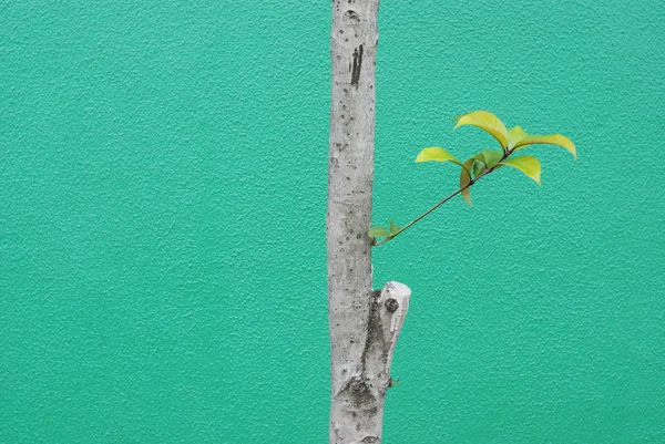 Φύλλα πάνω από πράσινη — Φωτογραφία Αρχείου
