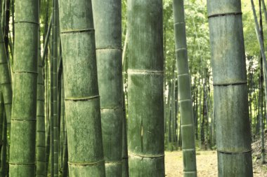 Bamboo forest background clipart