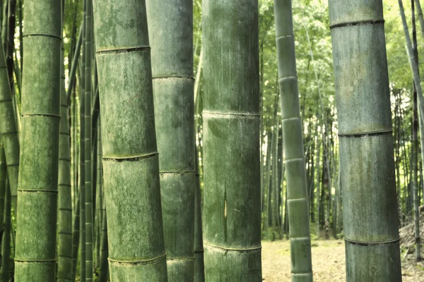 Bambuswald Hintergrund — Stockfoto