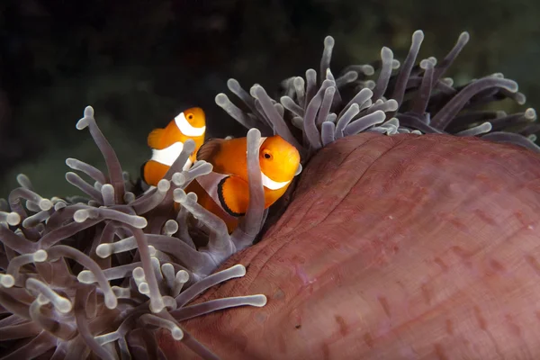 Lebenspartner unter Wasser - Nemos Familie — Stock fotografie