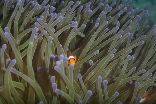 Nemo fürchtet sich — Stockfoto