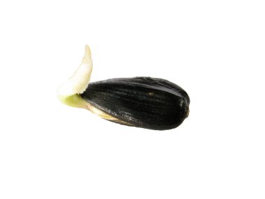 Ayçiçeği Filiz