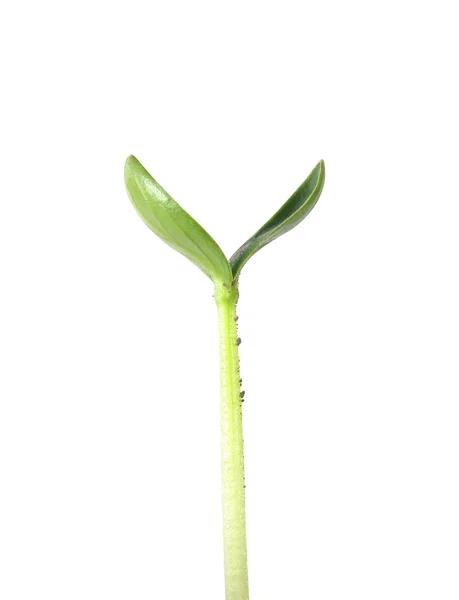 Cucumber sprout — Stock Photo, Image
