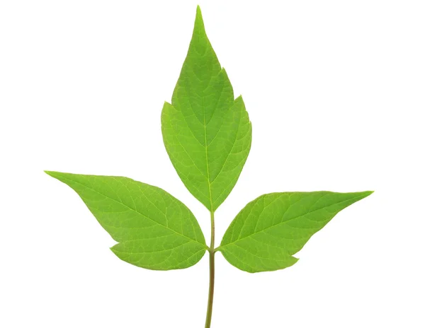 Maple leaf — Stock Photo, Image