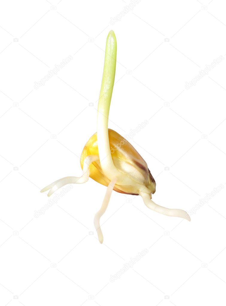 Corn sprout