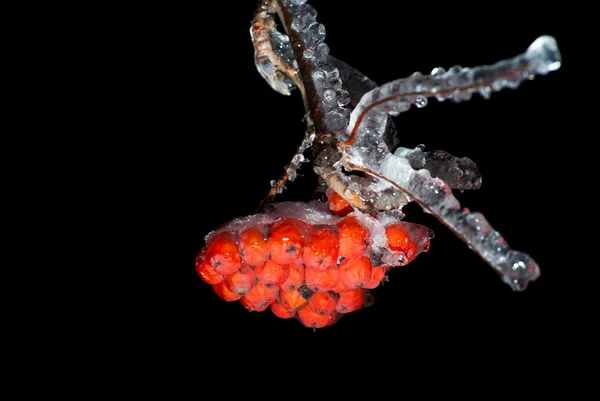 Rowan berries in ice — Stock Photo, Image