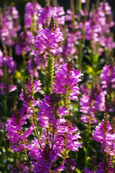 Fleurs violettes dans le jardin — Photo