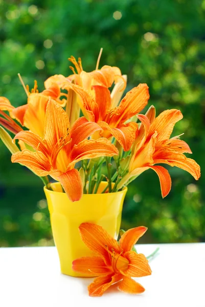 Banda oranžový den lilie — Stock fotografie