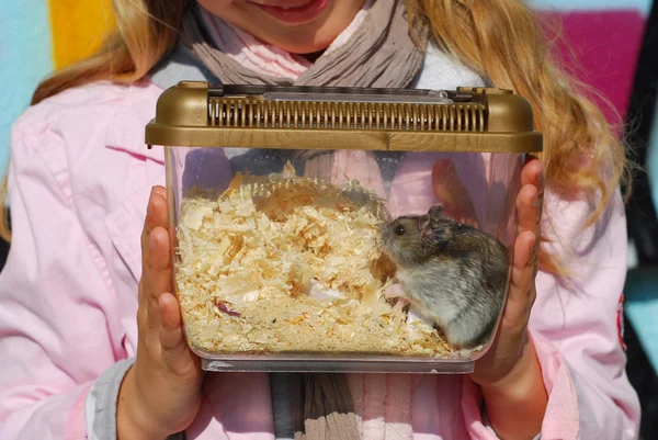 Hamster em transportador portátil — Fotografia de Stock