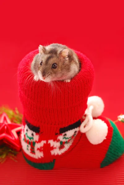 Noel için hamster — Stok fotoğraf