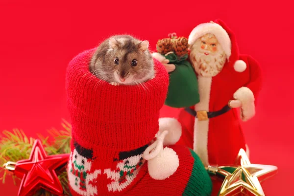 Hamster voor Kerstmis — Stockfoto