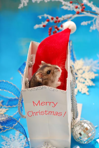 Tatlı küçük hamster Noel bekliyor — Stok fotoğraf