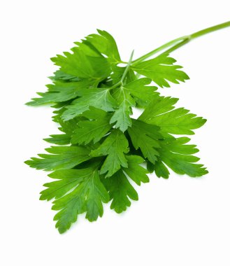 Parsley clipart