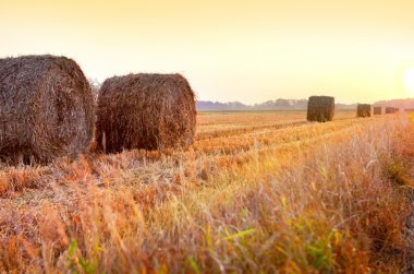 Harvest clipart