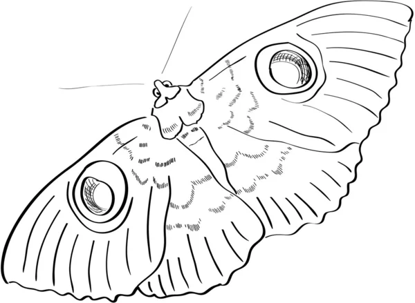 手绘制的蝴蝶 — 图库矢量图片