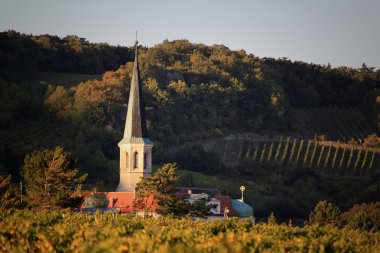 Üzüm bağı